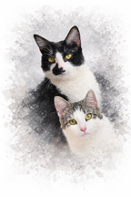 Affiche personnalisé illustration animaux