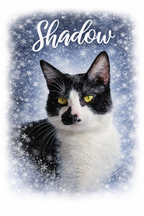 Affiche personnalisé illustration animaux