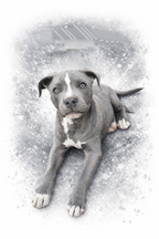 Affiche personnalisé illustration animaux