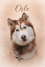 Affiche personnalisé illustration animaux