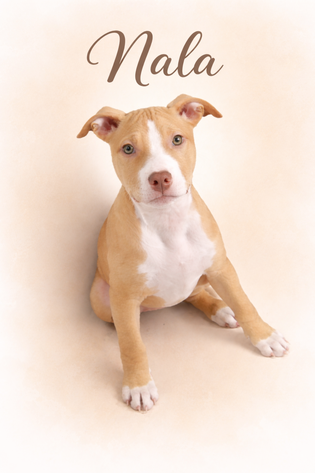 Affiche personnalisé illustration animaux